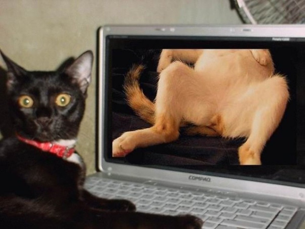 Hentai on Hallow Kitty