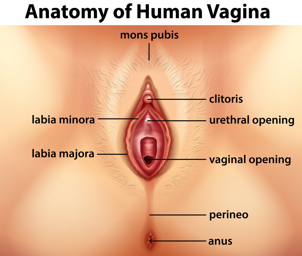 Vaginal expander