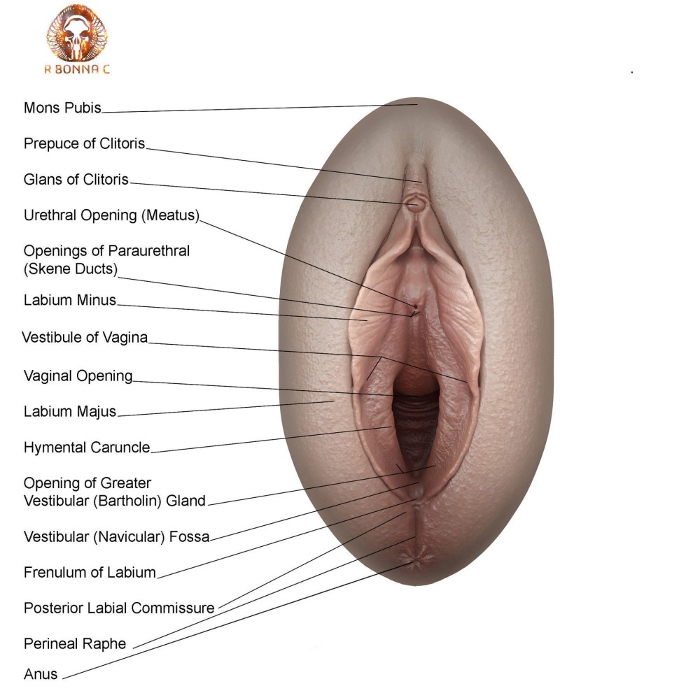 Beautiful vagina of girls