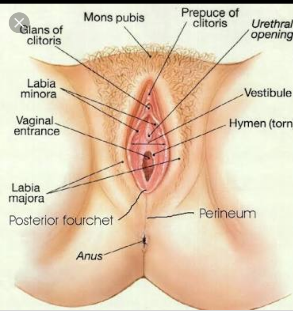 High location of the vagina
