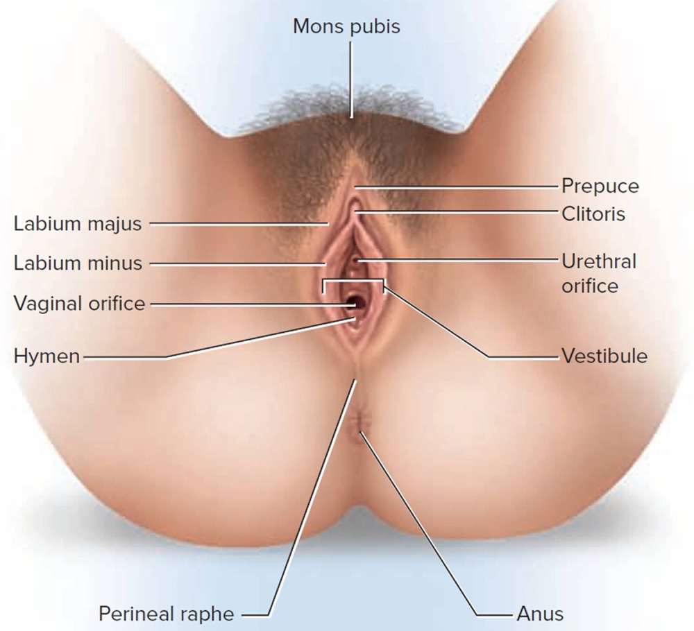 Alison Tyler Vaginal Expande