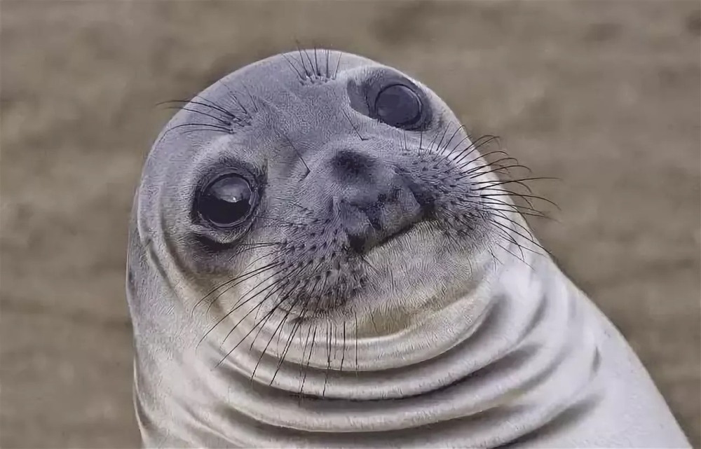 Seal meme