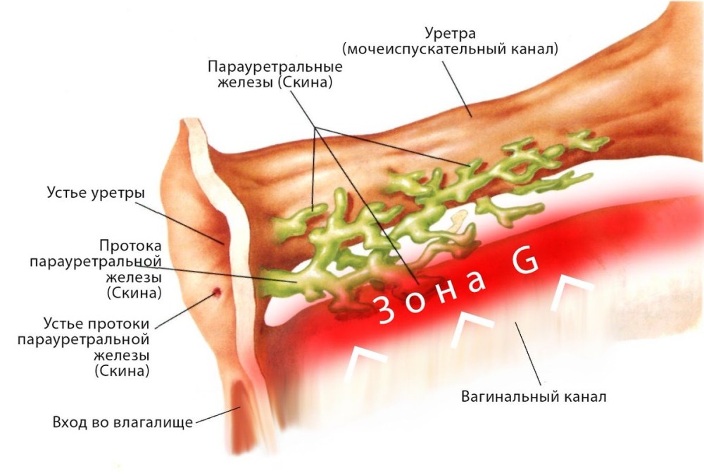 Chicken structure internal organs